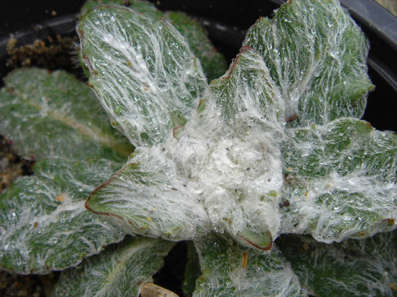 Hieracium eriophorum en fleurs dans les pelouses sableuses atlantiques des Landes de Gascogne